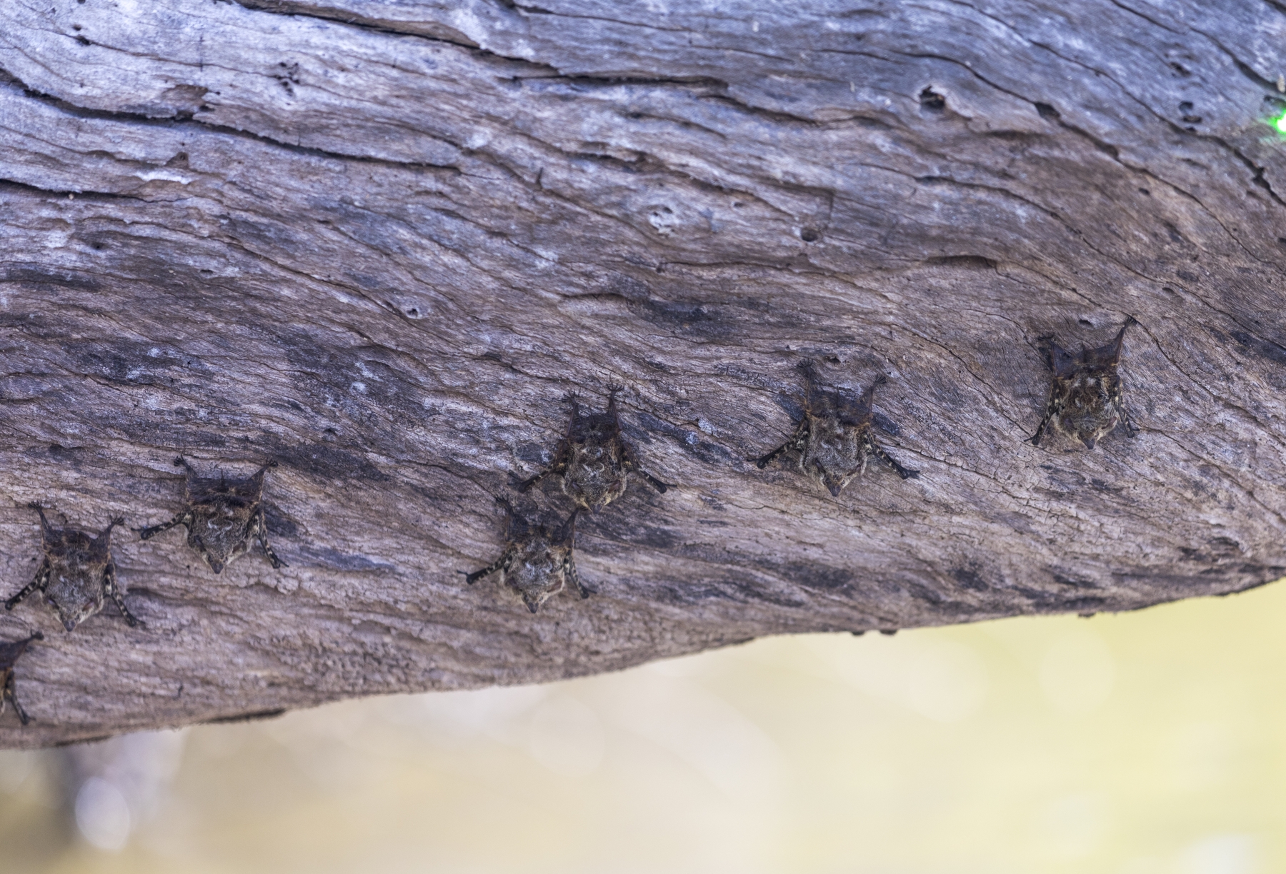 Proboscis Bat, New River, Belize